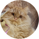 Yisus sola profile picture